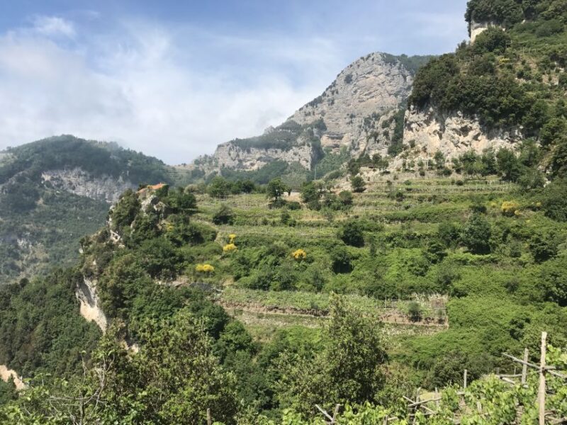 Amalfi: Walking Tour Between Furore Vertical Vineyards - Key Points