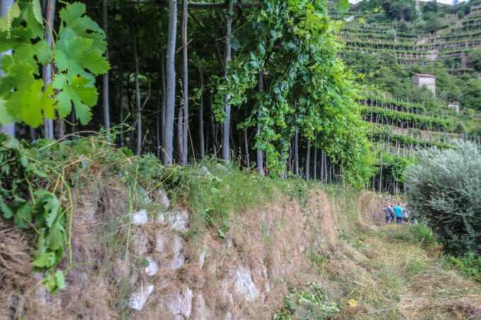 Amalfi: Walking Tour Between Furore Vertical Vineyards - Meeting Point and Essentials