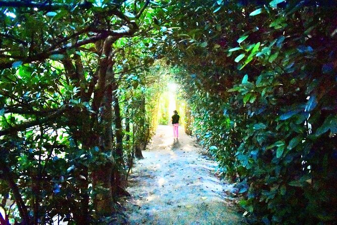 Amami Oshima Island Nature Highlights Day Tour - Cancellation Policy