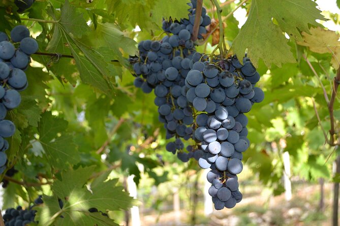 Amarone Della Valpolicella Wine Experience - Meet the Vogadori Family - Booking and Cancellation