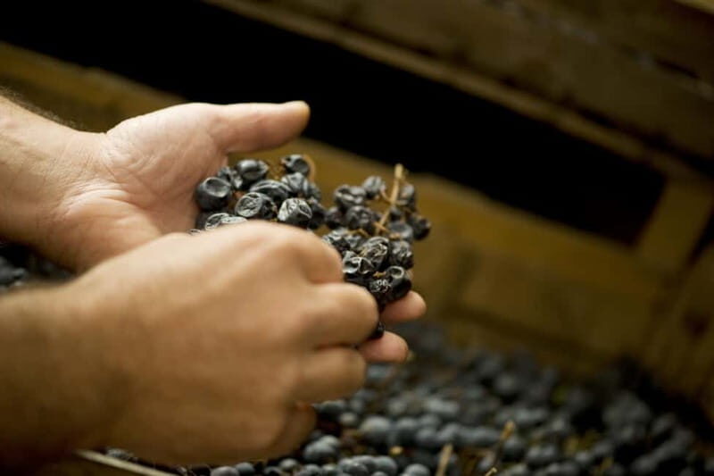Amarone Vertical: a Unique Experience Tasting Different Vintages of Amarone - Itinerary of the Experience