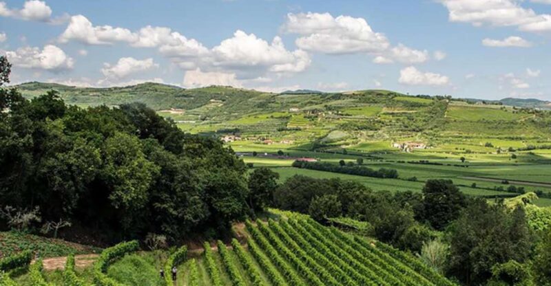 Amarone Wine Tasting Tour. Visit Verona. From Venice - Itinerary Highlights
