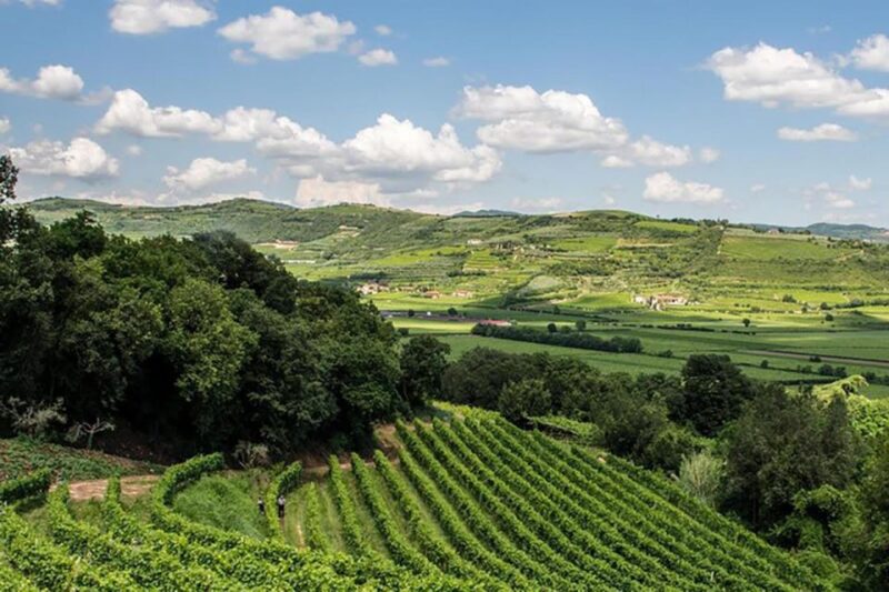 Amarone Wine Tasting Tour. Visit Verona. From Venice - Included and Excluded
