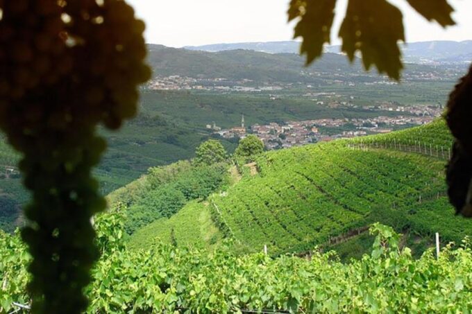 Amarone Wine Tasting Tour. Visit Verona. From Venice - Frequently Asked Questions