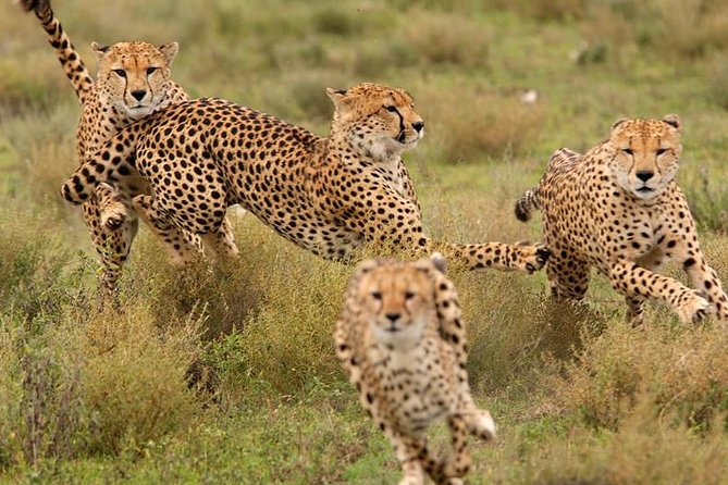 Amazing 4 Days Safari 3 Nights: Tarangire, Ngorongoro, Serengeti - Meeting and Pickup