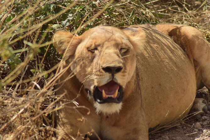 Amazing 4 Days Tanzania Budget Camping Group Joining Safari - Meeting and Pickup