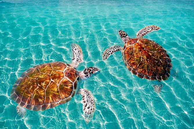 Amazing Adventure in Akumal. Swim With Turtles and Discover Tulum Ruins. - Customer Experiences