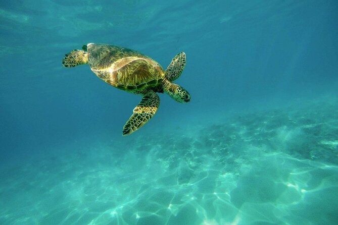 Amazing Adventure in Akumal. Swim With Turtles and Discover Tulum Ruins. - Tips for a Great Adventure