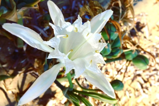 Amazing Beach Hike Tour in Paros With a Local - Explore Paros Coastline