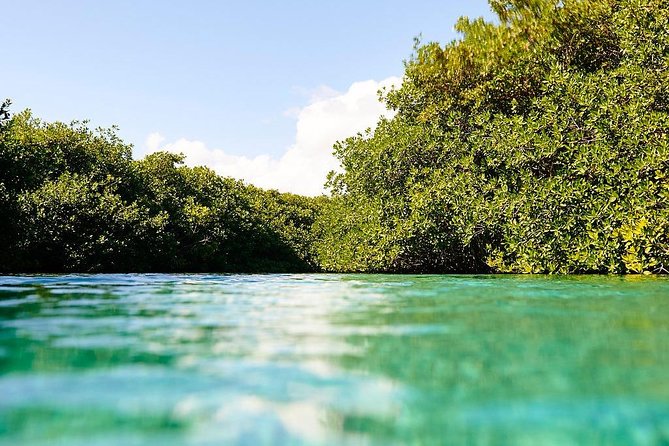 Amazing Beginner Dive in Tulum Cenote (Or Refresher Dive) - Requirements and Disclaimers