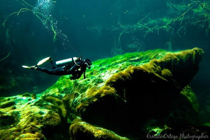 Amazing Beginner Dive in Tulum Cenote (Or Refresher Dive) - Instructor-Guided Dive
