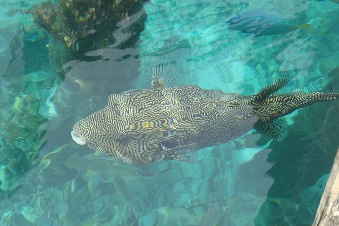 Amazing Blue Lagoon Snorkeling With Private Hotel Transfer - Customer Feedback