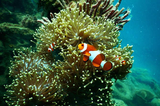 Amazing Blue Lagoon Snorkeling With Private Hotel Transfer - Cancellation Policy