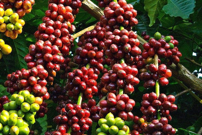 Amazing Coffee Full-Day Tour in Buon Ma Thuot - Daklak - Tour Overview