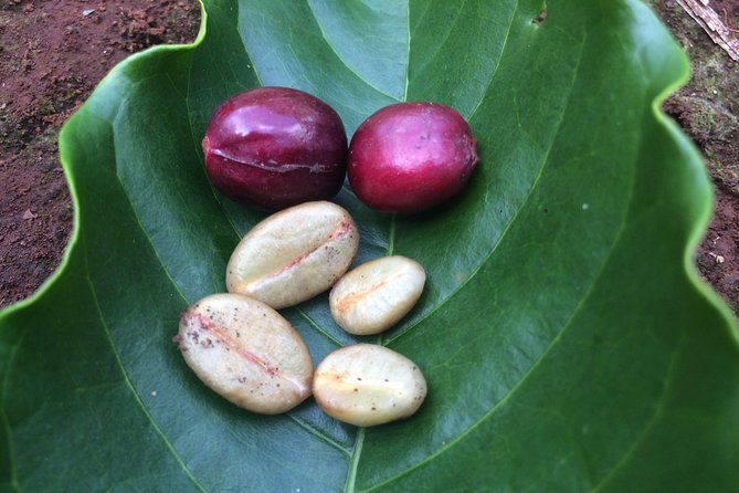 Amazing Coffee Full-Day Tour in Buon Ma Thuot - Daklak - Exploring the Coffee Plantation