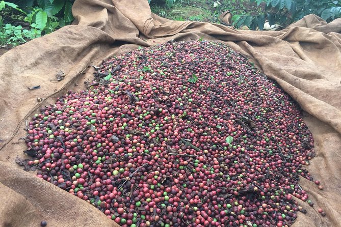 Amazing Coffee Full-Day Tour in Buon Ma Thuot - Daklak - Coffee Brewing Demonstration