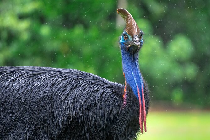 Amazing Daintree Rainforest Tour Waterfall Hike, Lunch, Swim & Crocodile Cruise - Pickup and Meeting Details