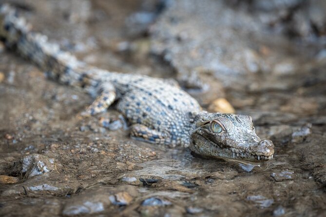 Amazing Daintree Rainforest Tour Waterfall Hike, Lunch, Swim & Crocodile Cruise - Activity Highlights