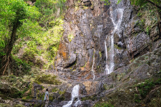 Amazing Daintree Rainforest Tour Waterfall Hike, Lunch, Swim & Crocodile Cruise - Gourmet Lunch Options