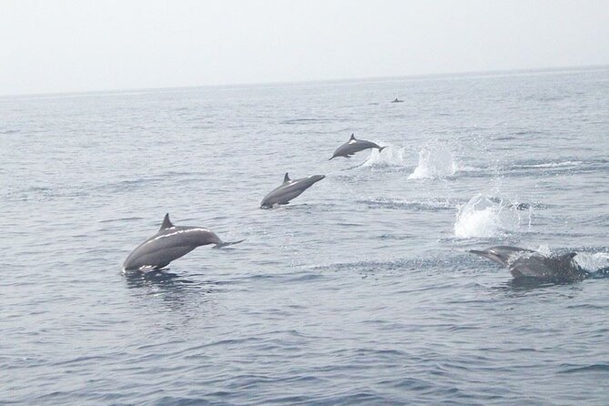 Amazing Dolphin Watching Tour In Muscat - Key Points