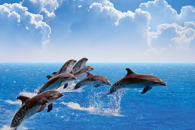 Amazing Dolphin Watching Tour In Muscat - Inclusions and Exclusions