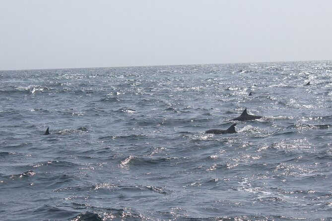 Amazing Dolphin Watching Tour In Muscat - Tour Duration and Capacity