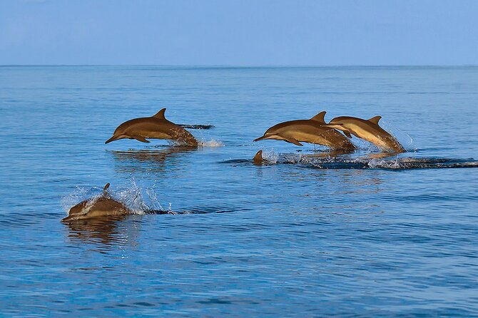 Amazing Dolphin Watching Tour In Muscat - Booking and Contact Information