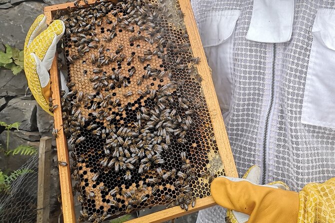 Amazing Experience With Bees, Honey and Pollen in Madeira Island - Cider Tasting and Regional Delights