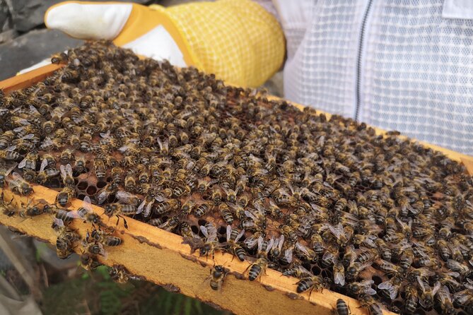 Amazing Experience With Bees, Honey and Pollen in Madeira Island - Meeting the Hosts: Marcia and Helder
