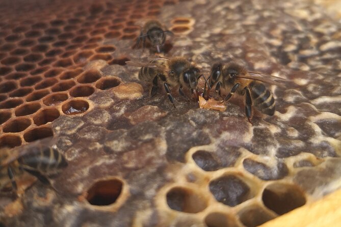 Amazing Experience With Bees, Honey and Pollen in Madeira Island - Positive Feedback and Recommendations