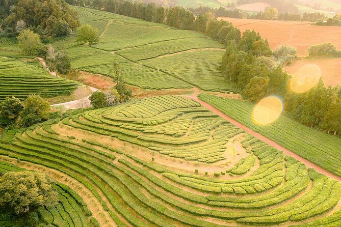 Amazing Furnas, Volcano, Lakes and Tea Plantation - Tea Plantation Experience