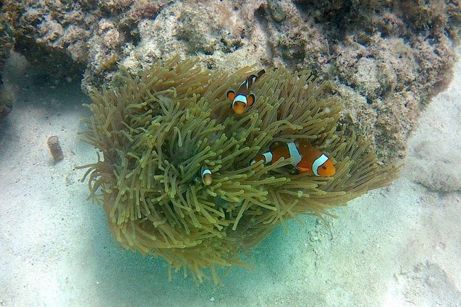 Amazing Krabi 7 Islands One Day Snorkeling Tour By Big Longtail Boat - Pricing and Booking