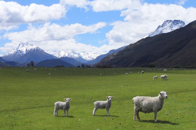 Amazing New Zealand Itineraries & Chauffeur-Driven Tours - Customizable Private Tour Itineraries