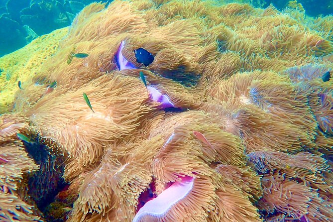 Amazing Private Snorkeling Tour in an Thoi Islands by Speed Boat - Accessibility and Conditions