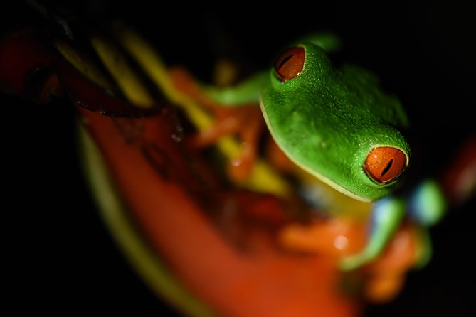 Amazing Red-Eyed Frog Night Walk La Fortuna - Key Points