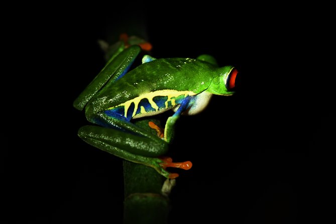 Amazing Red-Eyed Frog Night Walk La Fortuna - Personalized Attention From Naturalist Guide