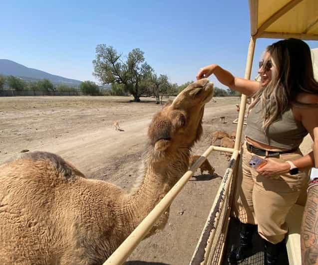 Amazing Safari at Teotihuacán - Inclusions