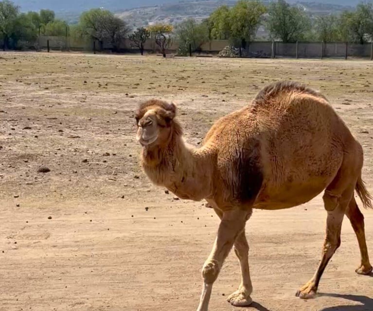 Amazing Safari at Teotihuacán - Important Information