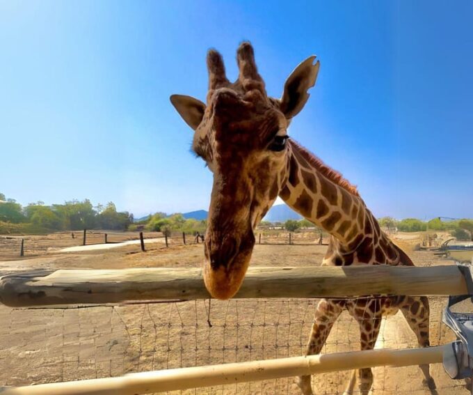 Amazing Safari at Teotihuacán - Getting There