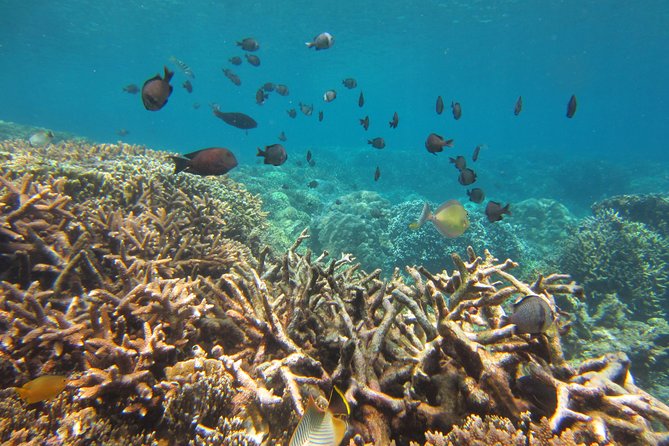 Amazing Snorkeling at Mun Island ( Group Tour ) - Participant Feedback