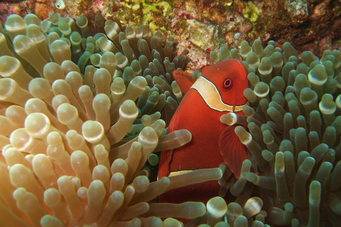 Amazing Snorkeling at Mun Island ( Group Tour ) - Booking and Cancellation