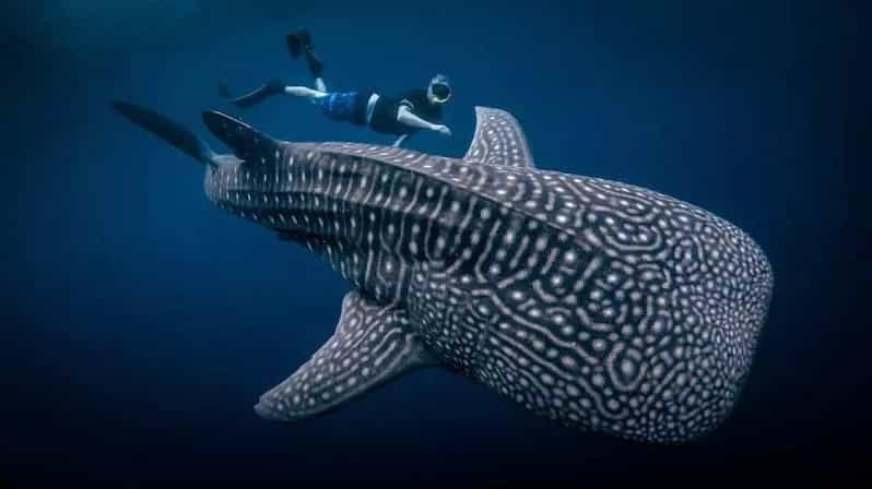 AMAZING SUMBAWA WHALE SHARK TOUR - Itinerary