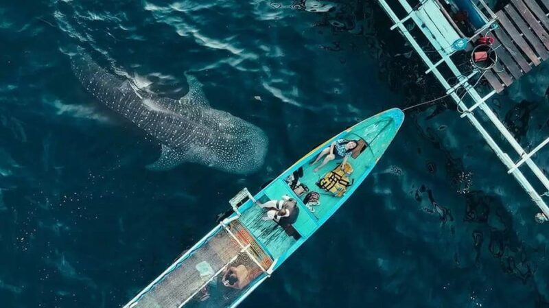AMAZING SUMBAWA WHALE SHARK TOUR - Departure Time