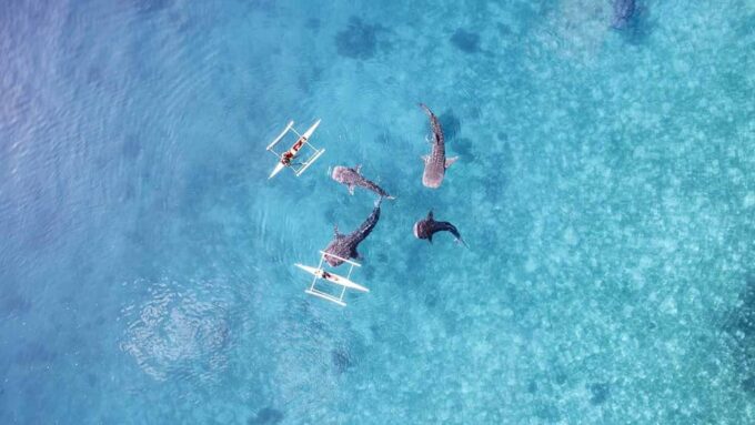 AMAZING SUMBAWA WHALE SHARK TOUR - Return Time