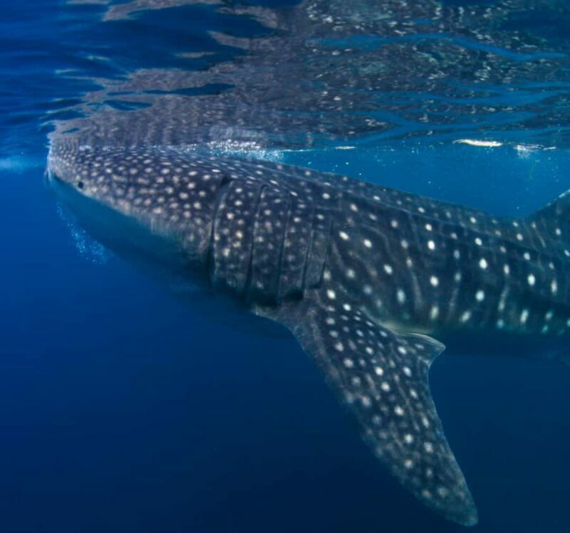 AMAZING SUMBAWA WHALE SHARK TOUR - Key Points