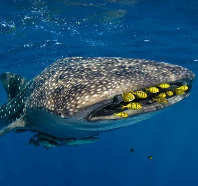 AMAZING SUMBAWA WHALE SHARK TOUR - An In-Depth Look at the Sumbawa Whale Shark Tour