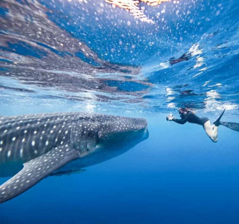 AMAZING SUMBAWA WHALE SHARK TOUR - The Sum Up