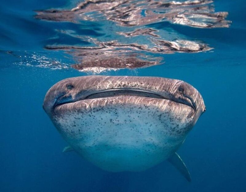 AMAZING SUMBAWA WHALE SHARK TOUR - Itinerary Highlights
