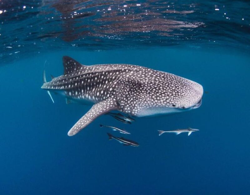 AMAZING SUMBAWA WHALE SHARK TOUR - Unique Experience