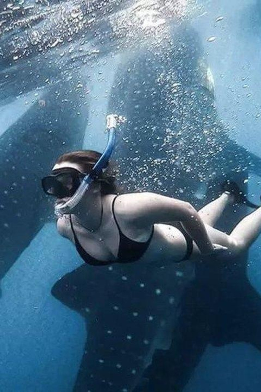 AMAZING SUMBAWA WHALE SHARK TOUR - Encounter Rate